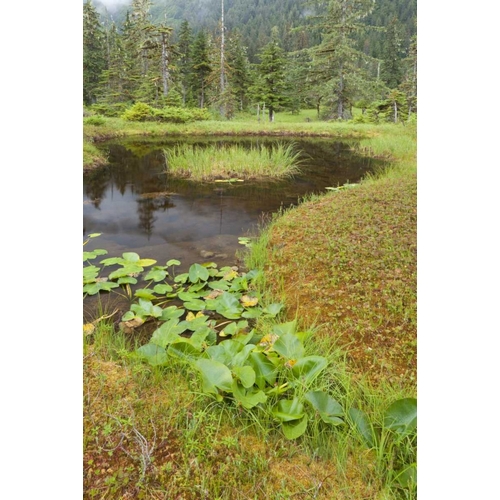 Alaska, Admiralty Island Pond and forest